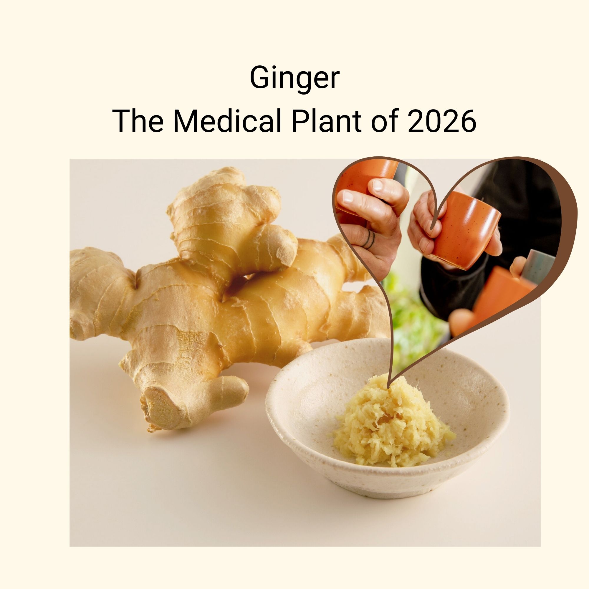 How to Make Ginger Tea  The Medicinal Plant of the Year 2026